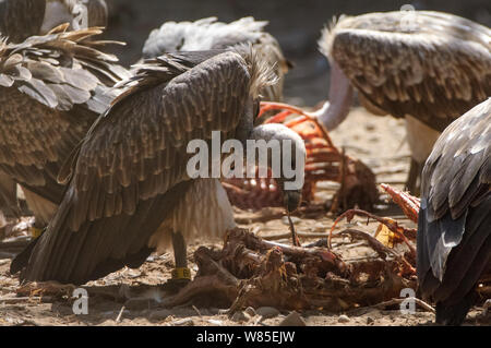 Lange-billed Geier (Tylose in Indicus) Ernährung auf sauberen Ziegenfleisch, Captive, Geier Erhaltungszucht Center in der Nähe von Pinjore in Haryana, Indien. März 2005. Stockfoto