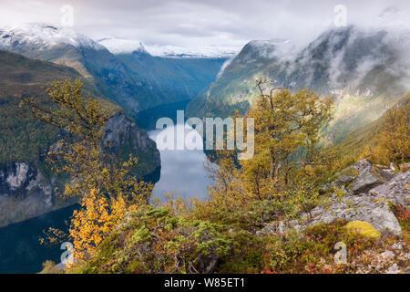 Im Herbst Geirangerfjord, mit gelben Moor-birke (Betula pubescens) Bäume, Stranda Gemeinde, Mehr og Romsdal, Norwegen. September 2012 Stockfoto