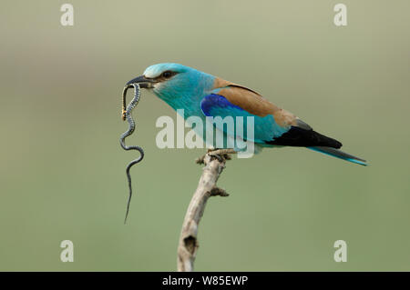 Europäische Rolle (Coracias garrulus) Holding snake Prey, Pusztaszer, Ungarn, Mai. Stockfoto