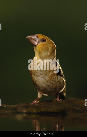 (Hawfinch Coccothraustes coccothraustes) trinken. Pusztaszeri Landschaft geschützter Bereich, Ungarn, Mai. Stockfoto