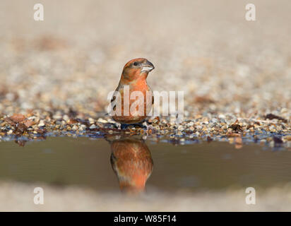 Red gegenwechsel (Loxia curvirostra) Männer trinken an Pfütze, Suffolk, Februar. Stockfoto