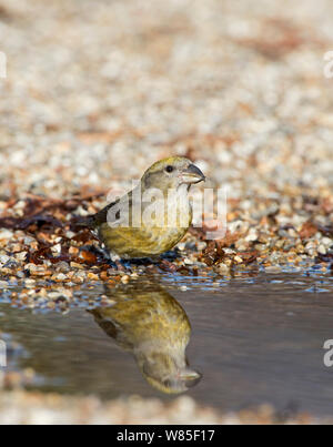 Red gegenwechsel (Loxia curvirostra) Weibliche trinken an Pfütze, Suffolk, Februar. Stockfoto