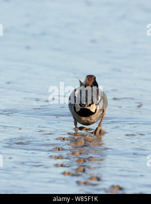 Eurasischen teal (Anas crecca), Brancaster, Norfolk, Februar. Stockfoto