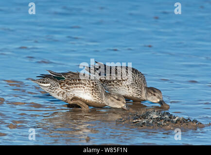 Eurasischen teal (Anas crecca) Weibchen füttern, Brancaster, Norfolk, Februar. Stockfoto