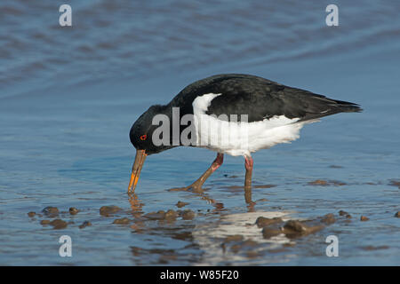 Eurasischen Austernfischer (Haematopus ostralegus) Ernährung Brancaster, Norfolk, Februar. Stockfoto