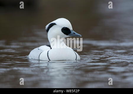 (Mergellus albellus Smew) männlichen auf Wasser, Norfolk, Februar. Stockfoto