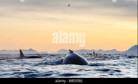 Buckelwale (Impressionen Novaeangliae) und Killerwale / Orcas (Orcinus Orca) ernähren sich von Hering (Clupea Harengus). Andfjorden, in der Nähe von Andøya, Nordland, Nord-Norwegen. Januar. Stockfoto