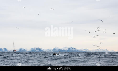 Schwertwale/Schwertwal (Orcinus orca) auf der Jagd nach Hering, Möwen durch Köder ball angezogen. Berglandschaft des Grytoya und Hinnoya hinter sich. Andfjorden, in der Nähe von Andoya, Nordland, Nordnorwegen, Januar. Stockfoto