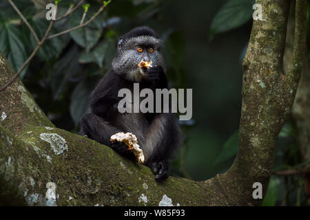 Stulmann&#39;s Blue Monkey (Cercopithecus mitis stuhlmanni) juvenile Essen ein Pilz. Kakamega Forest Süd, Western Province, Kenia. Stockfoto