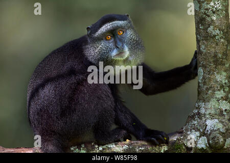 Stulmann&#39;s Blue Monkey (Cercopithecus mitis stuhlmanni) Jugendliche sitzen Portrait. Kakamega Forest Süd, Western Province, Kenia. Stockfoto