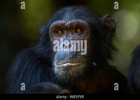 Östliche Schimpanse (Pan troglodytes) Weiblich schweinfurtheii&#39; Eliza&#39; im Alter von 20 Jahren hoch. Gombe Nationalpark, Tansania. Stockfoto