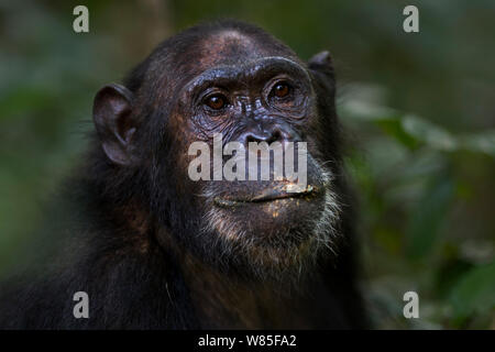 Östliche Schimpanse (Pan troglodytes) Weiblich schweinfurtheii&#39; Gaia&#39; im Alter von 18 Jahren hoch. Gombe Nationalpark, Tansania. Stockfoto