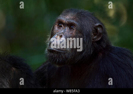 Östliche Schimpanse (Pan troglodytes) schweinfurtheii Alpha Male&#39; Ferdinand&#39; im Alter von 19 Jahren hoch. Gombe Nationalpark, Tansania. Stockfoto