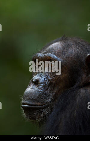 Östliche Schimpanse (Pan troglodytes) Weiblich schweinfurtheii&#39; Gaia&#39; im Alter von 18 Jahren hoch. Gombe Nationalpark, Tansania. Stockfoto