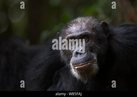 Östliche Schimpanse (Pan troglodytes schweinfurtheii) Männliche&#39; Apollo&#39; im Alter von 32 Jahren portrait Kopf. Gombe Nationalpark, Tansania. Stockfoto