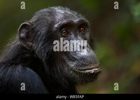 Östliche Schimpanse (Pan troglodytes schweinfurtheii) Männliche&#39; Pax&#39; im Alter von 33 Jahren portrait Kopf. Gombe Nationalpark, Tansania. Stockfoto