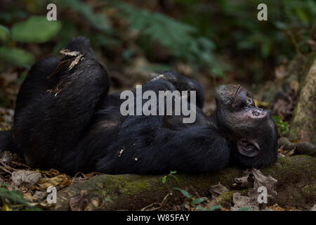 Östliche Schimpanse (Pan troglodytes schweinfurtheii) Männliche&#39; Faustino&#39; im Alter von 22 Jahren ruht auf einem gefallenen Niederlassung. Gombe Nationalpark, Tansania. Stockfoto