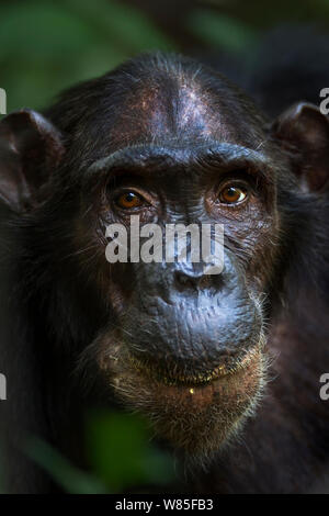 Östliche Schimpanse (Pan troglodytes) Weiblich schweinfurtheii &#39;Sandi&#39; im Alter von 37 Jahren hoch. Gombe Nationalpark, Tansania. Stockfoto