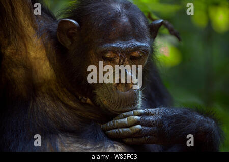 Östliche Schimpanse (Pan troglodytes) Weiblich schweinfurtheii&#39; Gaia&#39; im Alter von 18 Jahren selbst pflegen. Gombe Nationalpark, Tansania. Stockfoto