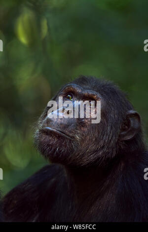 Östliche Schimpanse (Pan troglodytes) schweinfurtheii Alpha Male&#39; Ferdinand&#39; im Alter von 19 Jahren hoch. Gombe Nationalpark, Tansania. Stockfoto