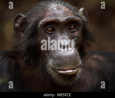 Östliche Schimpanse (Pan troglodytes schweinfurtheii) Männliche&#39; Pax&#39; im Alter von 33 Jahren portrait Kopf. Gombe Nationalpark, Tansania. Stockfoto