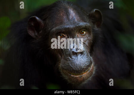 Östliche Schimpanse (Pan troglodytes) Weiblich schweinfurtheii &#39;Sandi&#39; im Alter von 37 Jahren hoch. Gombe Nationalpark, Tansania. Stockfoto