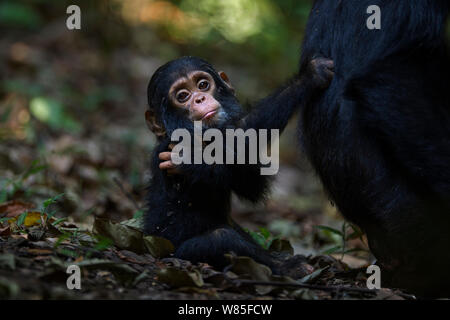 Östliche Schimpanse (Pan troglodytes) schweinfurtheii Kind männlich &#39;Fünfzig&#39; im Alter von 9 Monaten sitzen auf dem Boden und hält fest zu seiner Mutter. Gombe Nationalpark, Tansania. Stockfoto