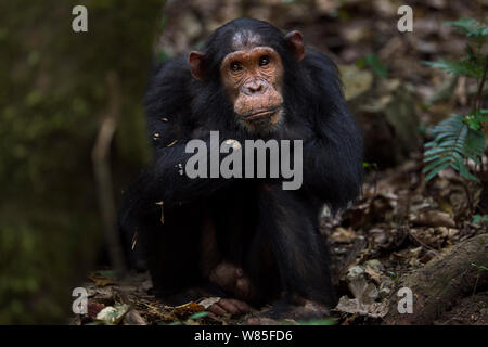 Östliche Schimpanse (Pan troglodytes schweinfurtheii) Kinder &#39; Tarzan &#39; im Alter von 11 Jahren saß ruhig auf den Waldboden. Gombe Nationalpark, Tansania. Stockfoto