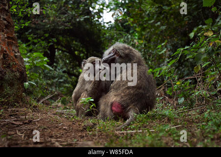 Olive baboon (Papio cynocephalus Anubis) juvenile Pflege ein erwachsenes Weibchen. Gombe Nationalpark, Tansania. Stockfoto