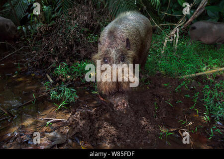 Bärtige Schwein (Sus Barbatus) Nahrungssuche in schlammigen Pool auf den Regenwald. Bako Nationalpark, Sarawak, Borneo, Malaysia. Stockfoto