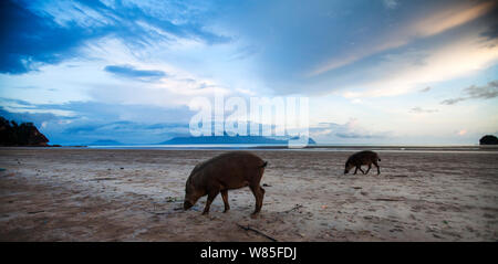 Bärtige Schweine (Sus Barbatus) Futtersuche am Strand bei Ebbe Weitwinkel Perspektive. Bako Nationalpark, Sarawak, Borneo, Malaysia. Stockfoto
