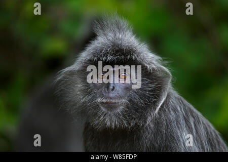 Versilbert / Silber - Blatt langur (Trachypithecus cristatus) junger männlicher Kopf und Schultern portrait. Bako Nationalpark, Sarawak, Borneo, Malaysia. Stockfoto