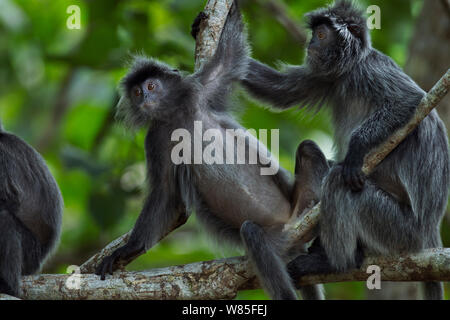 Versilbert / Silber - Blatt langurs (Trachypithecus cristatus) pflegen. Bako Nationalpark, Sarawak, Borneo, Malaysia. Stockfoto