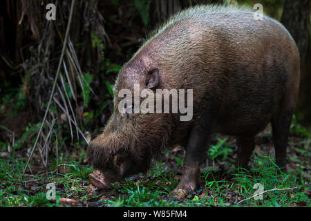 Bärtige Schwein (Sus Barbatus) auf Nahrungssuche auf dem Waldboden. Bako Nationalpark, Sarawak, Borneo, Malaysia. Stockfoto