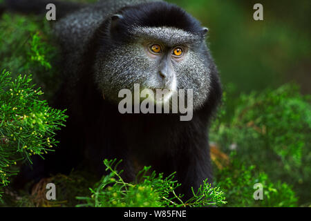 Stulmann&#39;s Blue Monkey (Cercopithecus mitis stuhlmanni) juvenile Portrait. Kakamega Forest Süd, Western Province, Kenia. Stockfoto