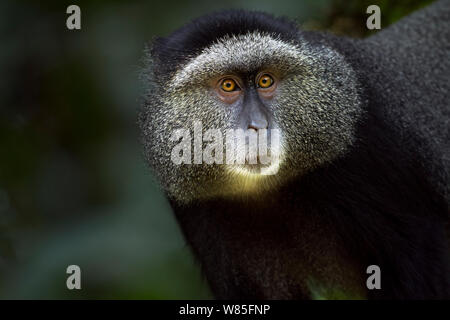 Stulmann&#39;s Blue Monkey (Cercopithecus mitis stuhlmanni) Männliche&#39; Kopf und Schultern portrait. Kakamega Forest Süd, Western Province, Kenia. Stockfoto