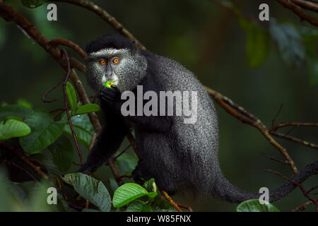 Stulmann&#39;s Blue Monkey (Cercopithecus mitis stuhlmanni) Fütterung mit Obst. Kakamega Forest Süd, Western Province, Kenia. Stockfoto