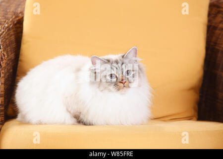 Heilige Birma Katze mit Seal-tabby-point Färbung, weiblich Alter 2 Jahre, im Sessel. Stockfoto