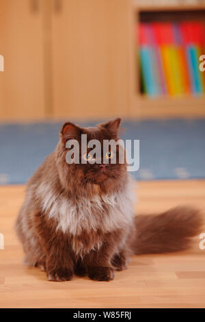 Britisch Langhaar Katze, Schokolade farbige Tomcat. Stockfoto