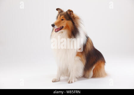 Rough Collie, Zobel-weißer Rüde, Porträt vor weißem Hintergrund. Stockfoto