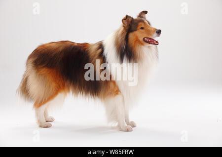 Rough Collie, Zobel-weißer Rüde, Porträt vor weißem Hintergrund. Stockfoto