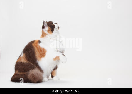 Britisch Langhaar Katze, chocolate-tortie-white, Porträt vor weißem Hintergrund. Stockfoto