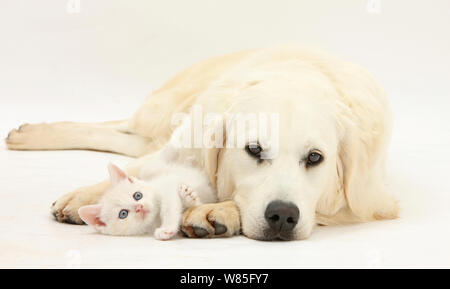 Golden Retriever, Alter 9 Monate, ruht mit cremefarbenen Kitten. Stockfoto