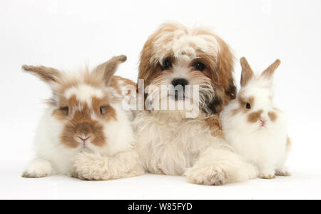 Maltesische x Shih Tzu 'Mal Shi'pup, Leo, Alter 13 Wochen, mit Sandy und weiße Kaninchen. Stockfoto