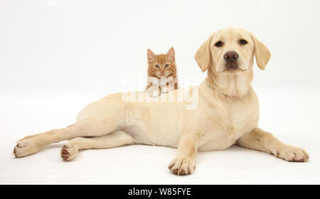 Ginger kitten, Alter 10 Wochen über den Rücken eines gelben Labrador Retriever Welpen suchen. Stockfoto