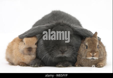 Blau lop Kaninchen und Baby Netherland Dwarf bunnies. Stockfoto
