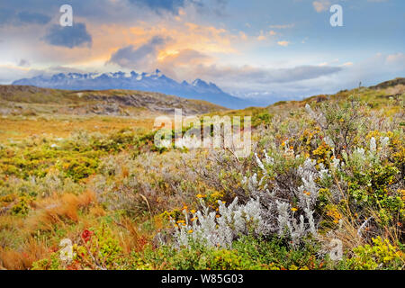 Blick auf den Sonnenuntergang über die patagonische Bergwelt von einer Insel in der Nähe von Ushuaia, von grünen und gelben Vegetation auf den Beagle Kanal bedeckt, in Tierra del Stockfoto