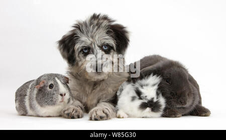 Blue Merle Collie und Pudel 'Cadoodle' Welpen mit silbernen und weißen Meerschweinchen, schwarze und weiße Baby Kaninchen und blau Lop Kaninchen. Stockfoto