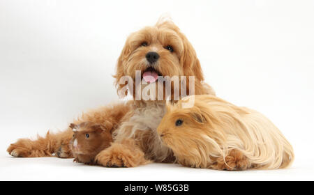 Cavalier King Charles Spaniel x Pudel 'Cavapoo' Alter 5 Monate, mit Ingwer Meerschweinchen. Stockfoto