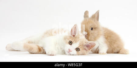 Ingwer und weißen Sibirischen Kätzchen, 16 Wochen, mit baby Lionhead Kaninchen. Stockfoto